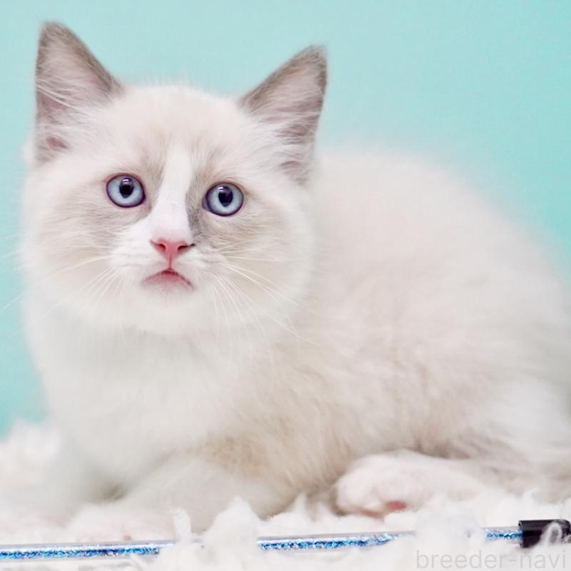 商談中の東京都のラグドール-130371の15枚目