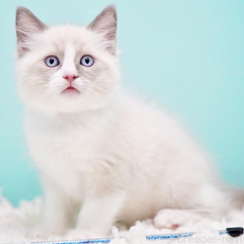 商談中の東京都のラグドール-130371の14枚目