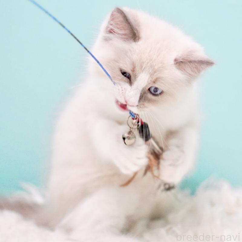 商談中の東京都のラグドール-130371の13枚目