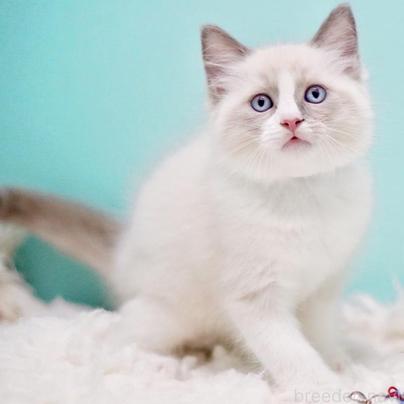 商談中の東京都のラグドール-130371の12枚目