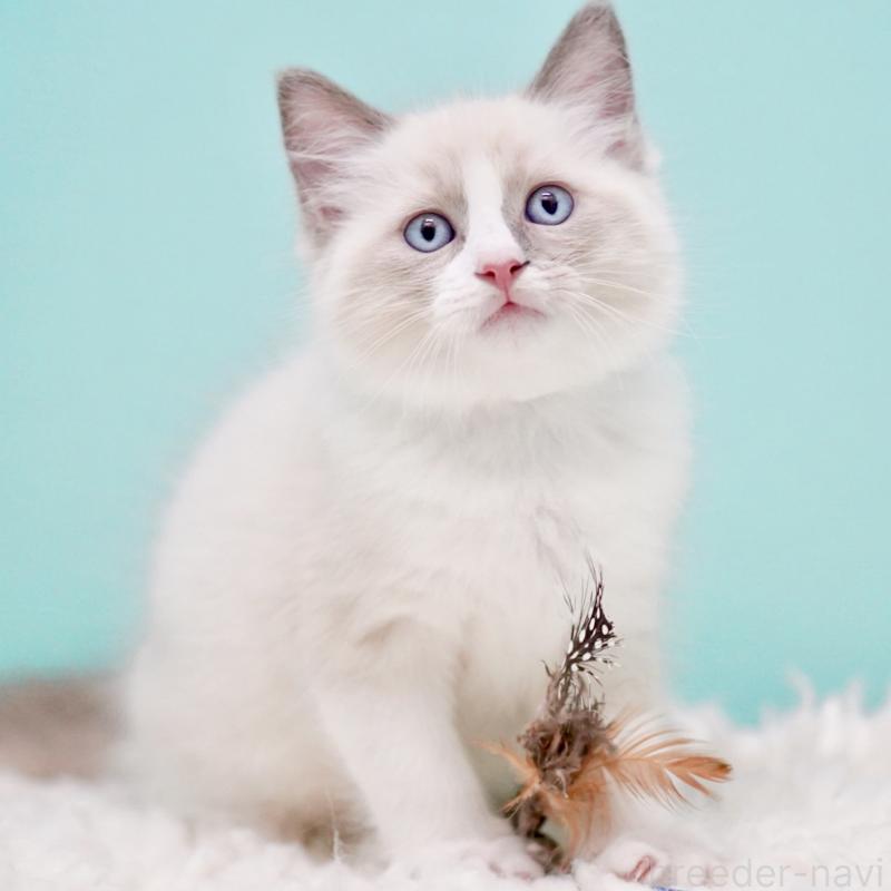 商談中の東京都のラグドール-130371の11枚目