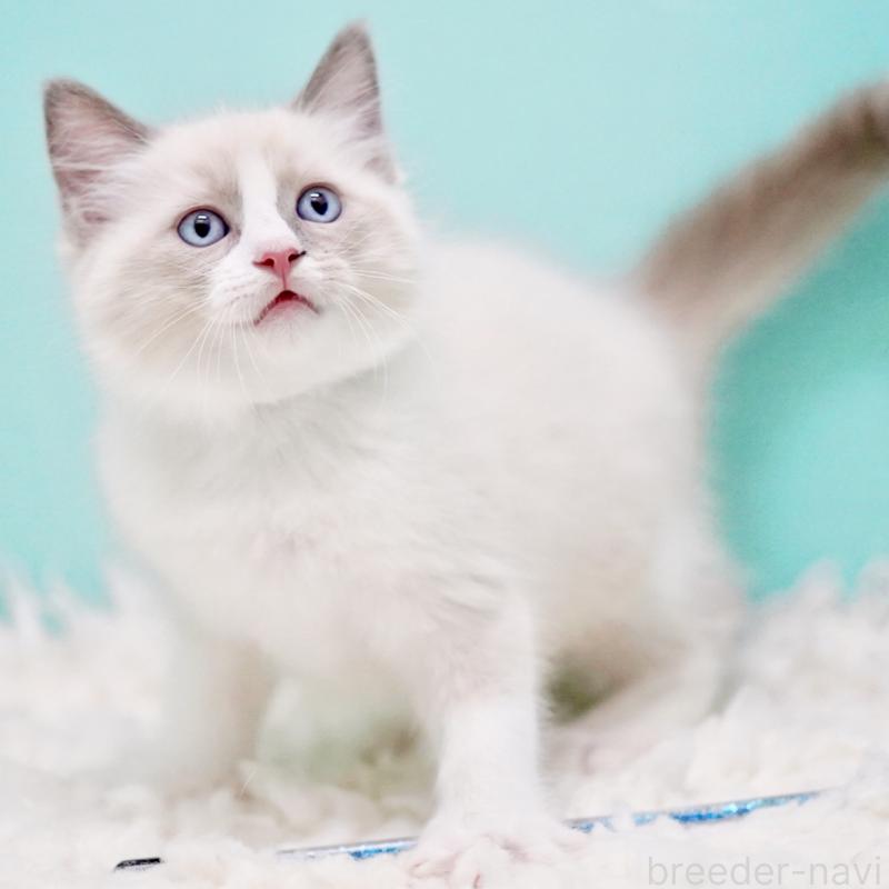 商談中の東京都のラグドール-130371の10枚目