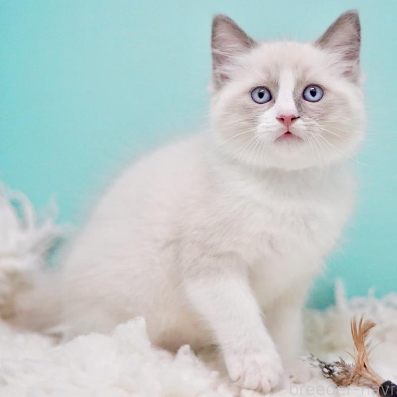 商談中の東京都のラグドール-130371の9枚目