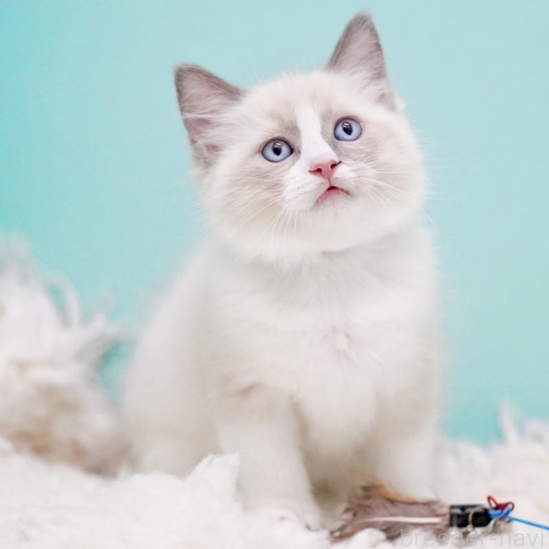 商談中の東京都のラグドール-130371の8枚目