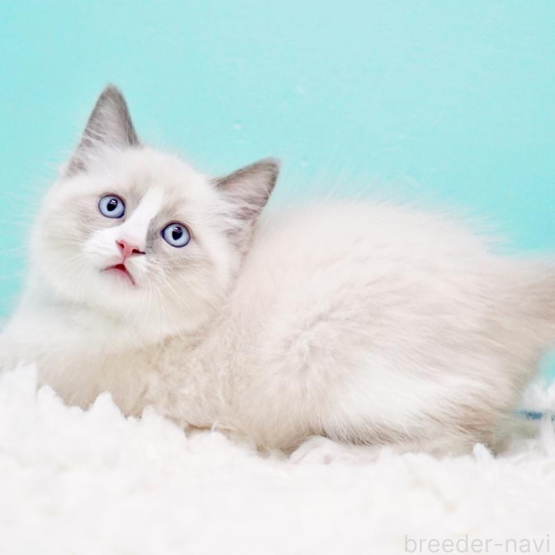 商談中の東京都のラグドール-130371の7枚目