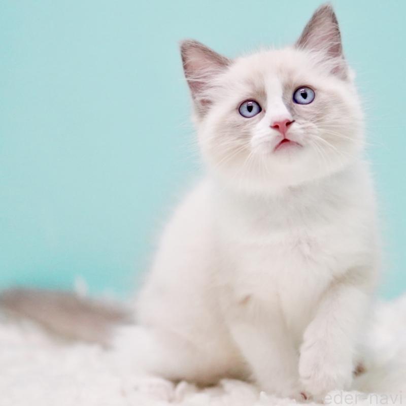 商談中の東京都のラグドール-130371の6枚目