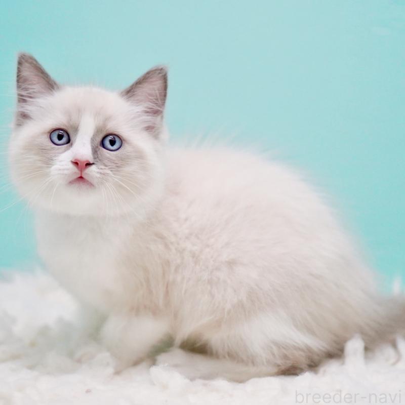 商談中の東京都のラグドール-130371の5枚目