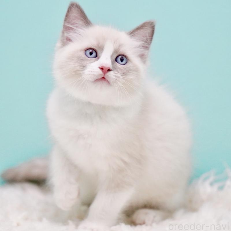 商談中の東京都のラグドール-130371の4枚目