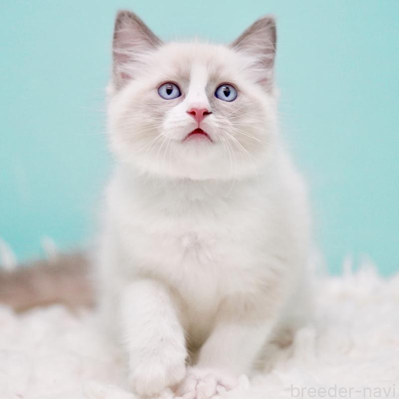 商談中の東京都のラグドール-130371の3枚目