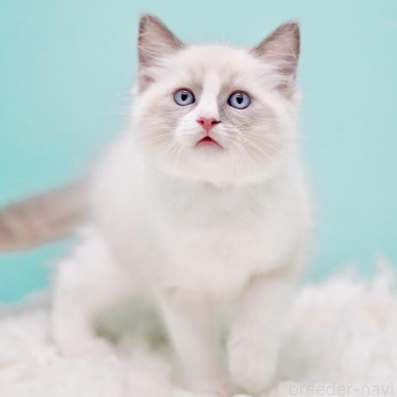 商談中の東京都のラグドール-130371の2枚目