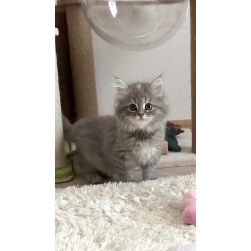 販売中の東京都のサイベリアン-132309の6枚目