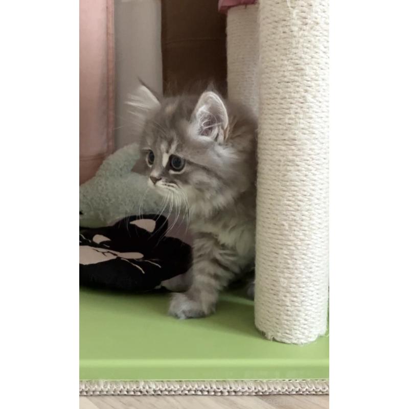 販売中の東京都のサイベリアン-132309の5枚目