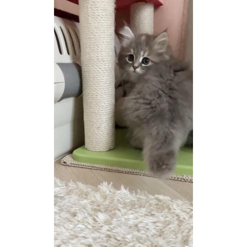 販売中の東京都のサイベリアン-132309の4枚目