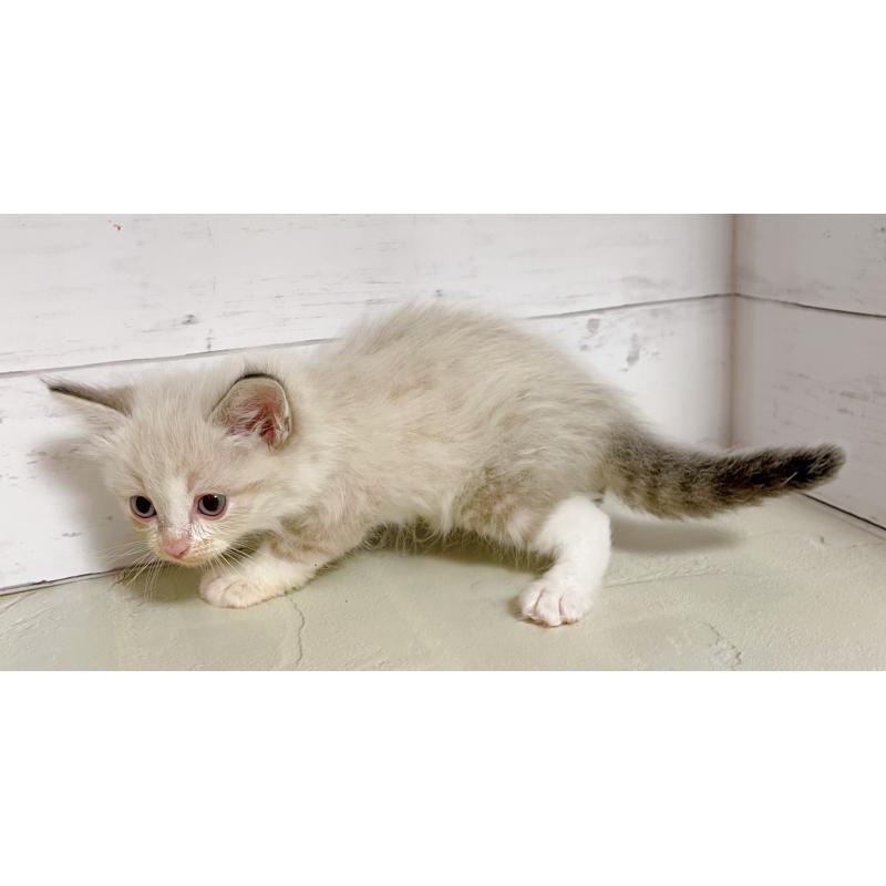 販売中の東京都のラグドール-132310の4枚目