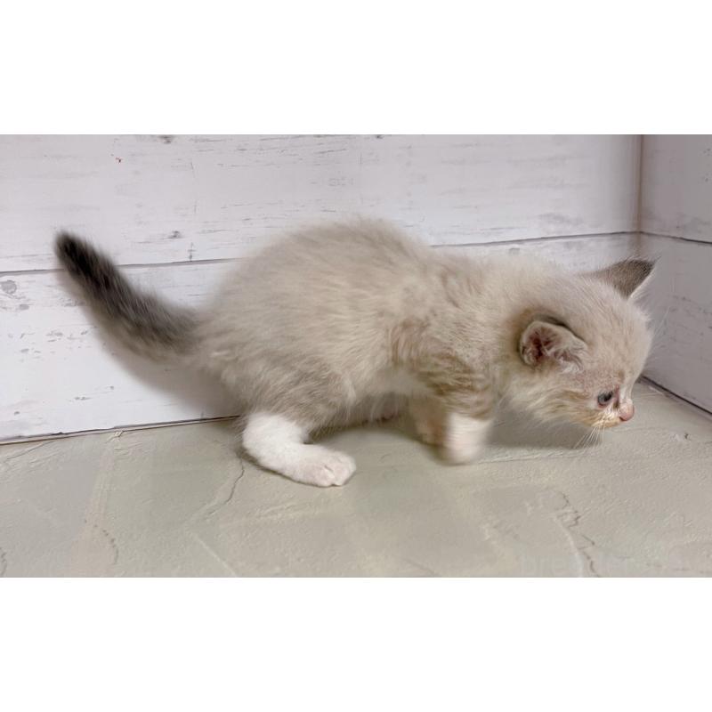 販売中の東京都のラグドール-132310の3枚目