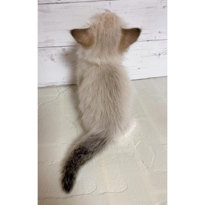 販売中の東京都のラグドール-132310の2枚目