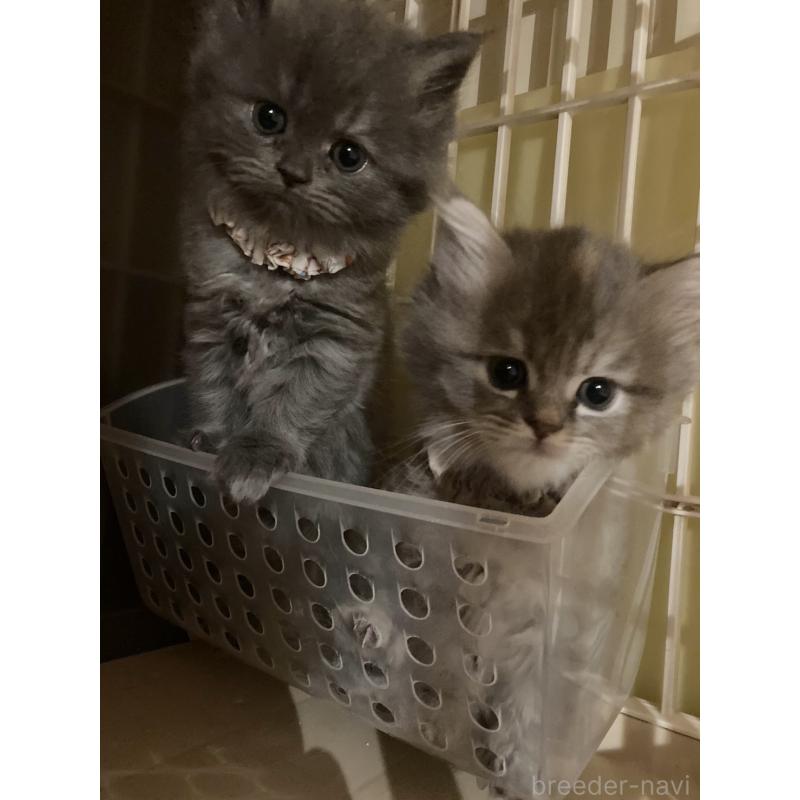 販売中の東京都のサイベリアン-132304の2枚目