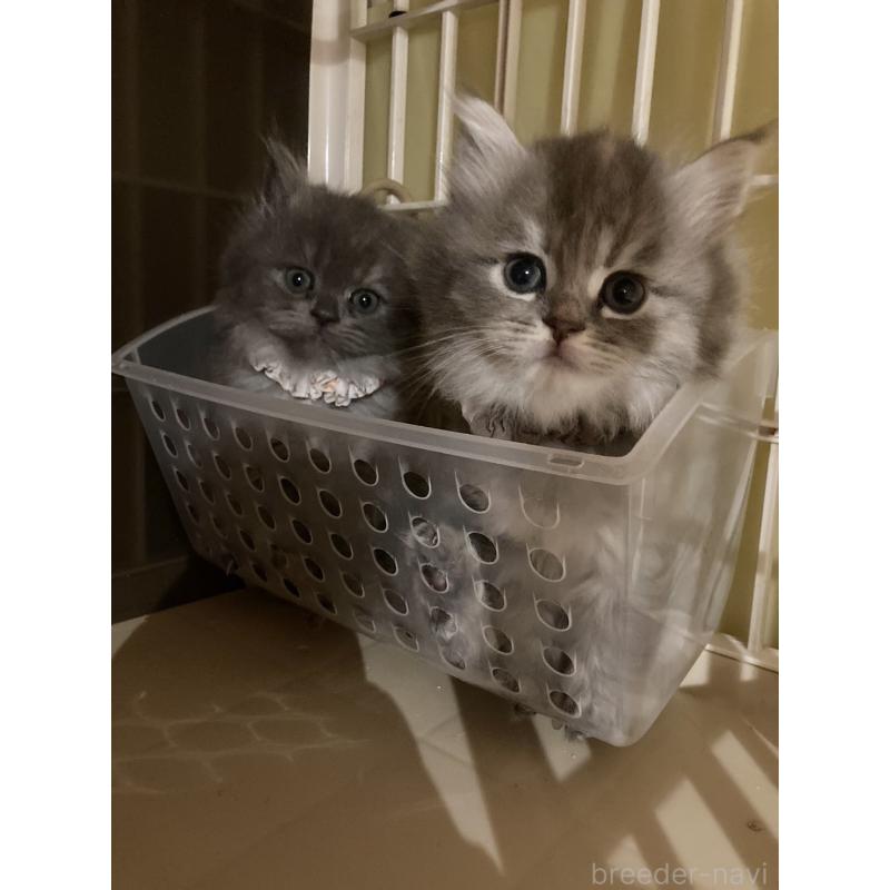 販売中の東京都のサイベリアン-132309の2枚目