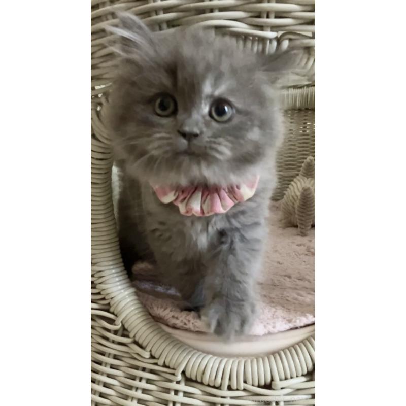 販売中の東京都のサイベリアン-132304