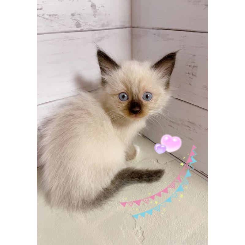 販売中の東京都のラグドール-132311の5枚目