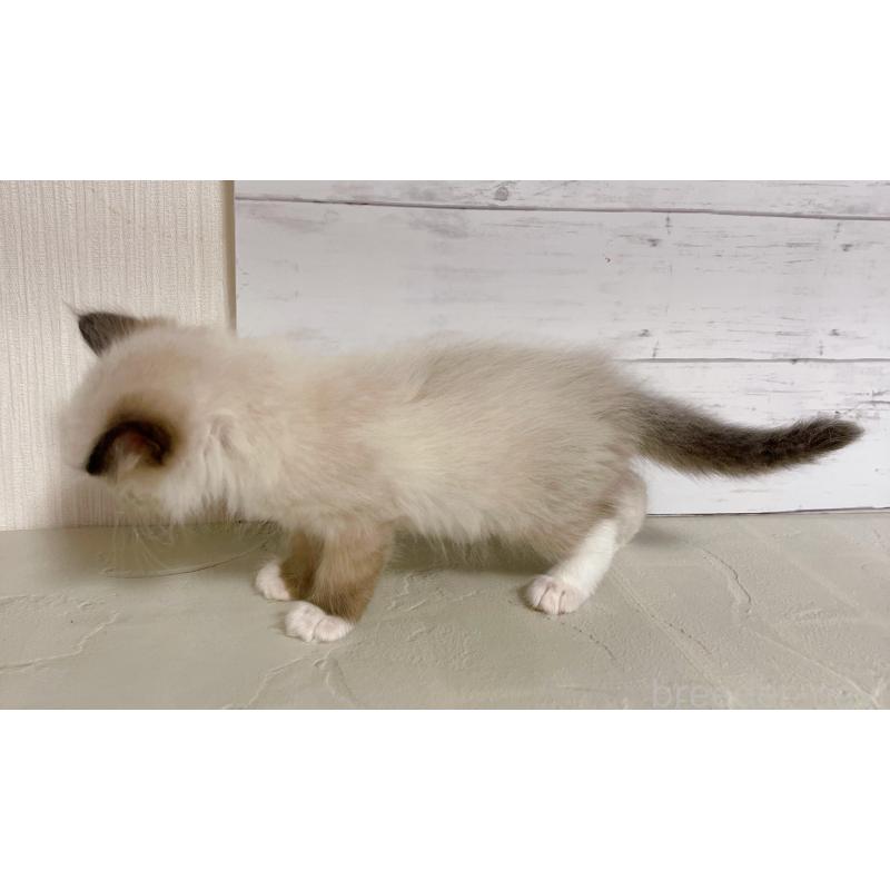 販売中の東京都のラグドール-132311の4枚目