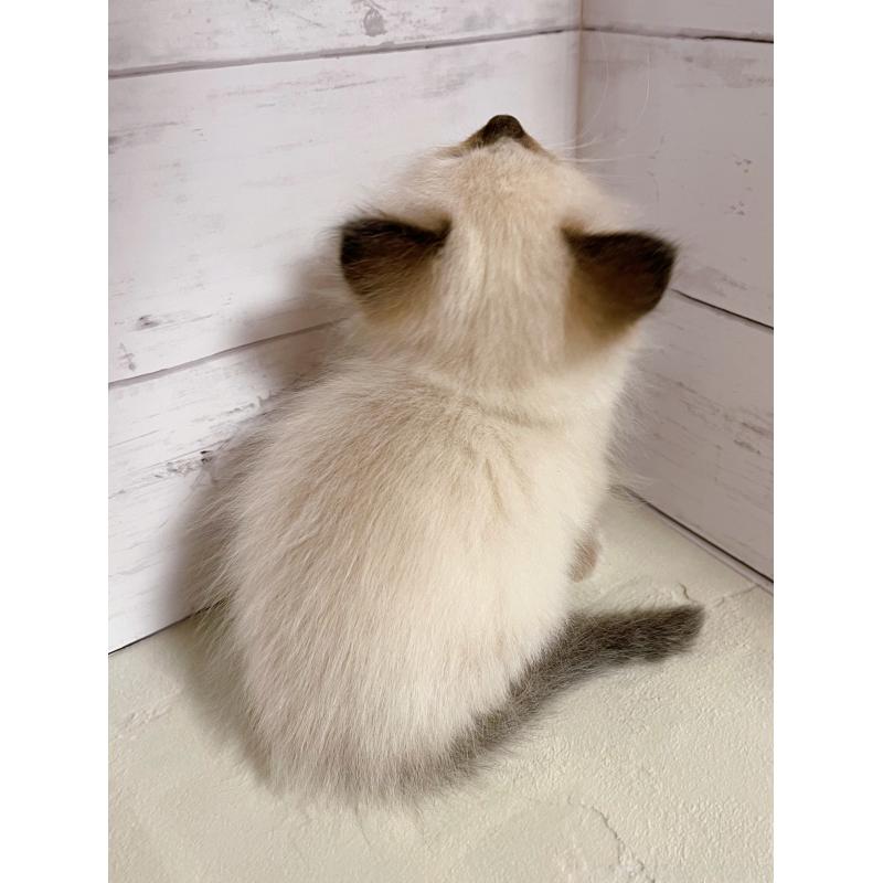 販売中の東京都のラグドール-132311の3枚目