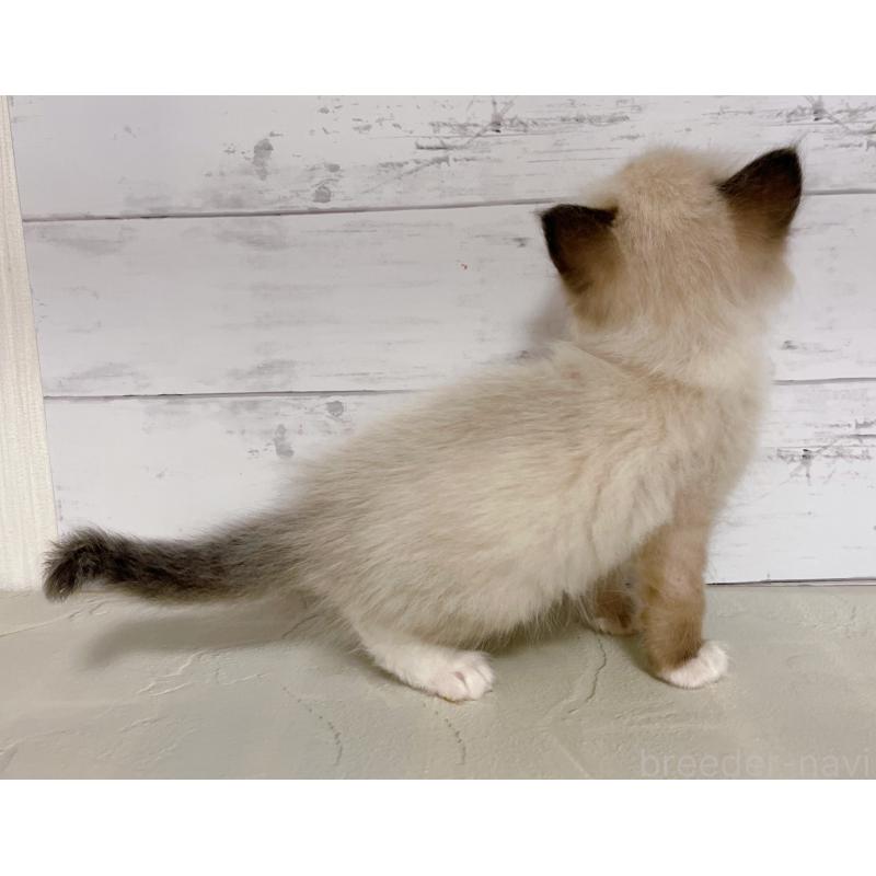 販売中の東京都のラグドール-132311の2枚目