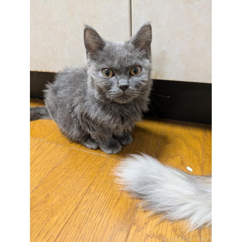 販売中の三重県のブリティッシュショートヘア-125807