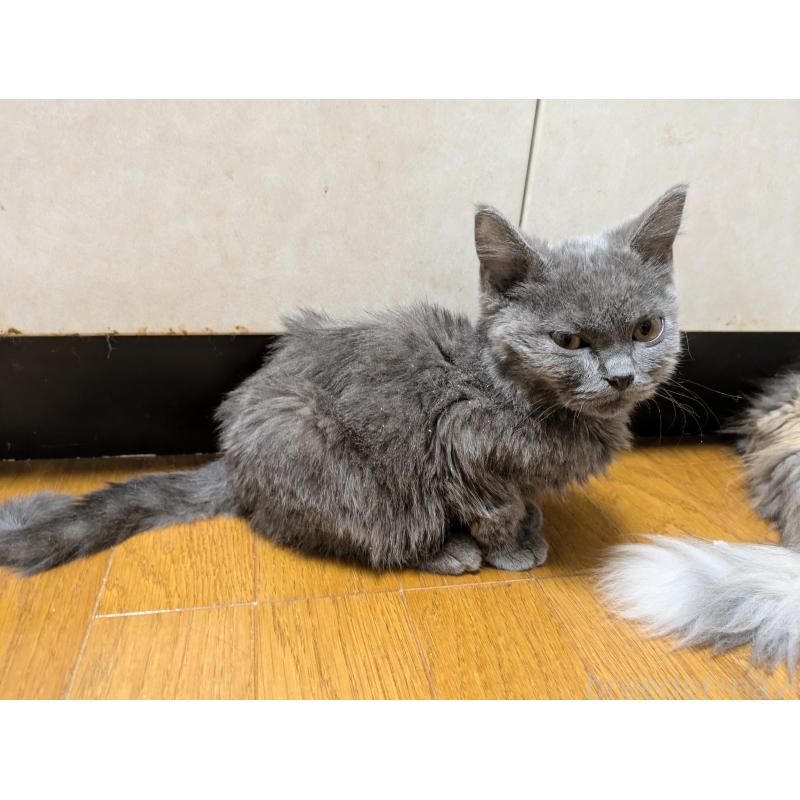 販売中の三重県のブリティッシュショートヘア-125807の4枚目