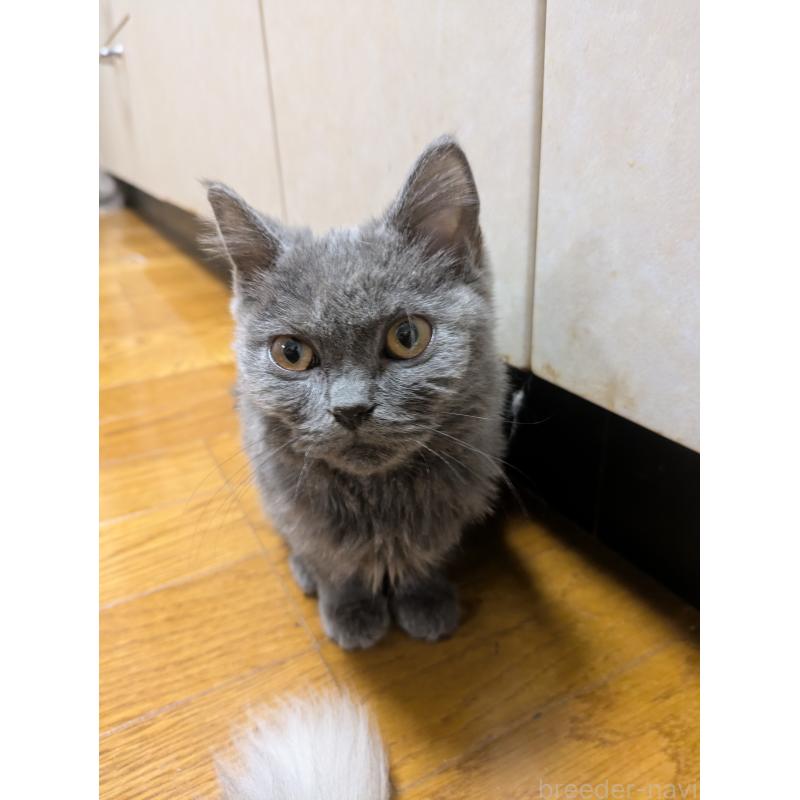 販売中の三重県のブリティッシュショートヘア-125807の3枚目