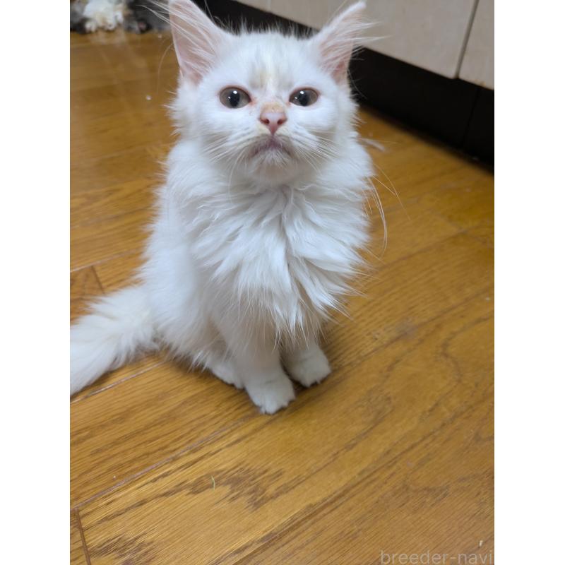 販売中の三重県のラガマフィン-129344