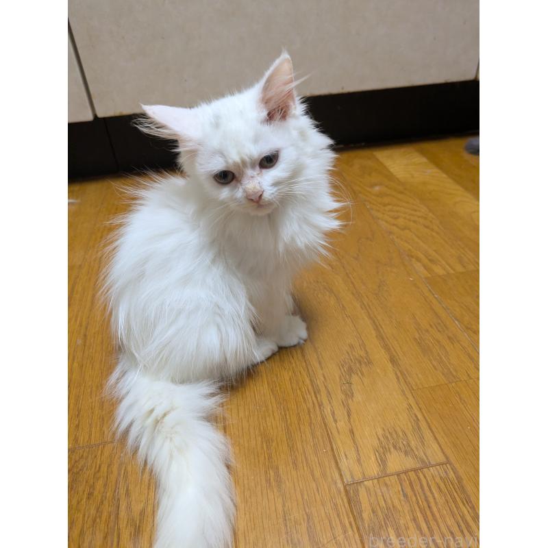 販売中の三重県のラガマフィン-129344の3枚目