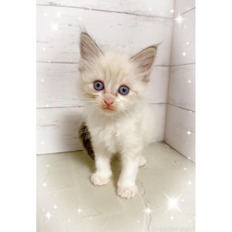 販売中の東京都のラグドール-132312の5枚目