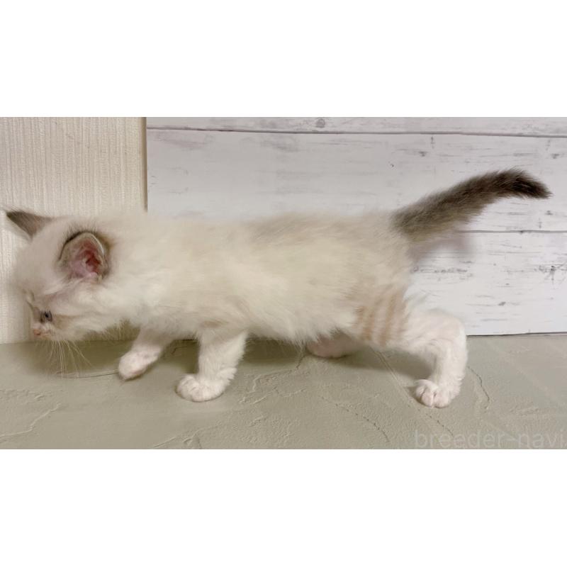 販売中の東京都のラグドール-132312の4枚目