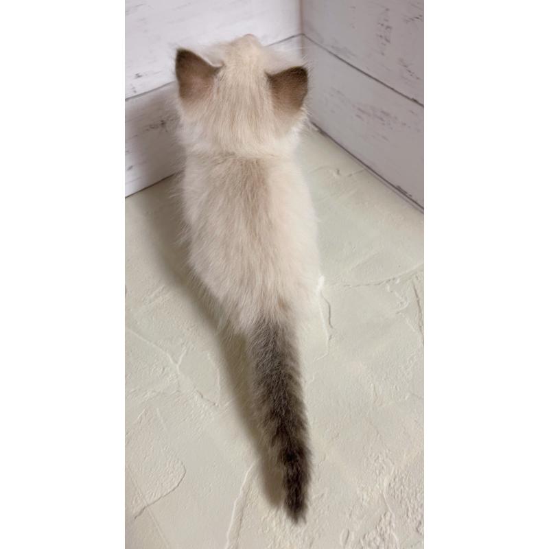 販売中の東京都のラグドール-132312の3枚目