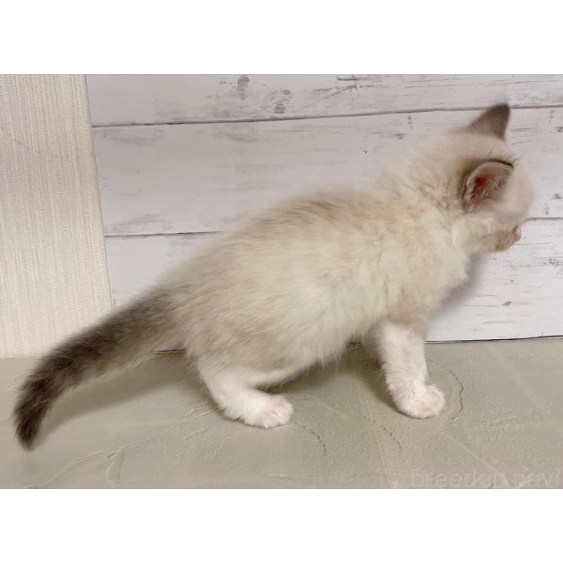 販売中の東京都のラグドール-132312の2枚目