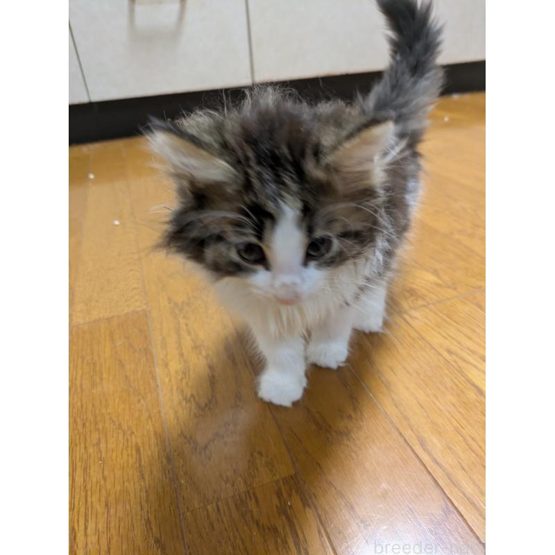 販売中の三重県のノルウェージャンフォレストキャット-132313の1枚目