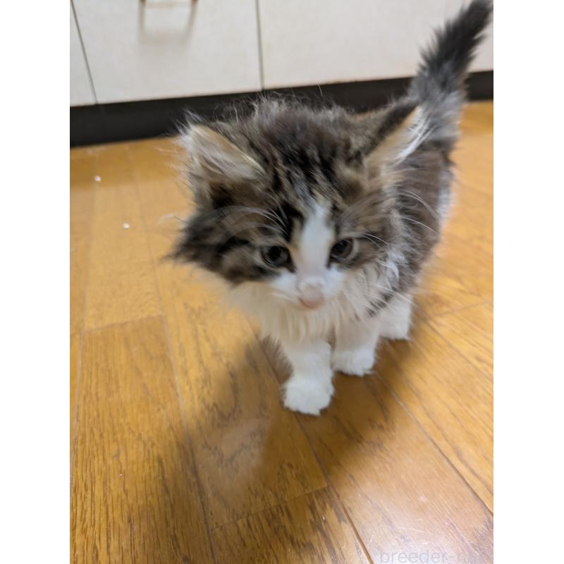 販売中の三重県のノルウェージャンフォレストキャット-132313の4枚目