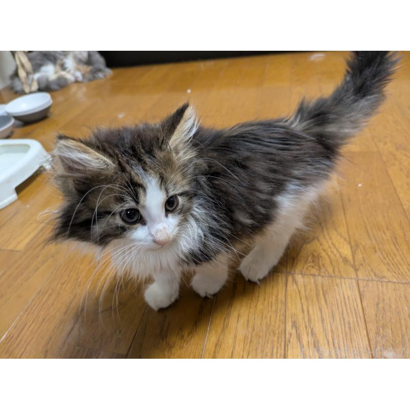 販売中の三重県のノルウェージャンフォレストキャット-132313の3枚目