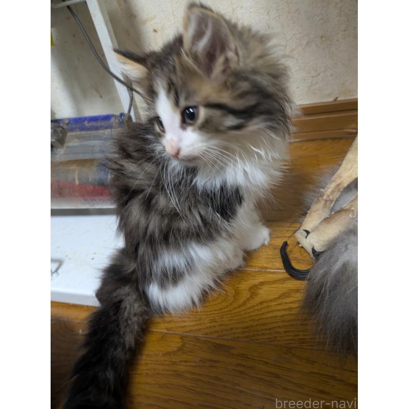 販売中の三重県のノルウェージャンフォレストキャット-132313の2枚目