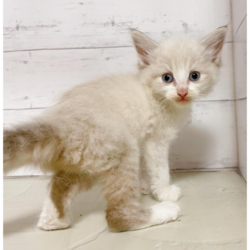 販売中の東京都のラグドール-132314の5枚目