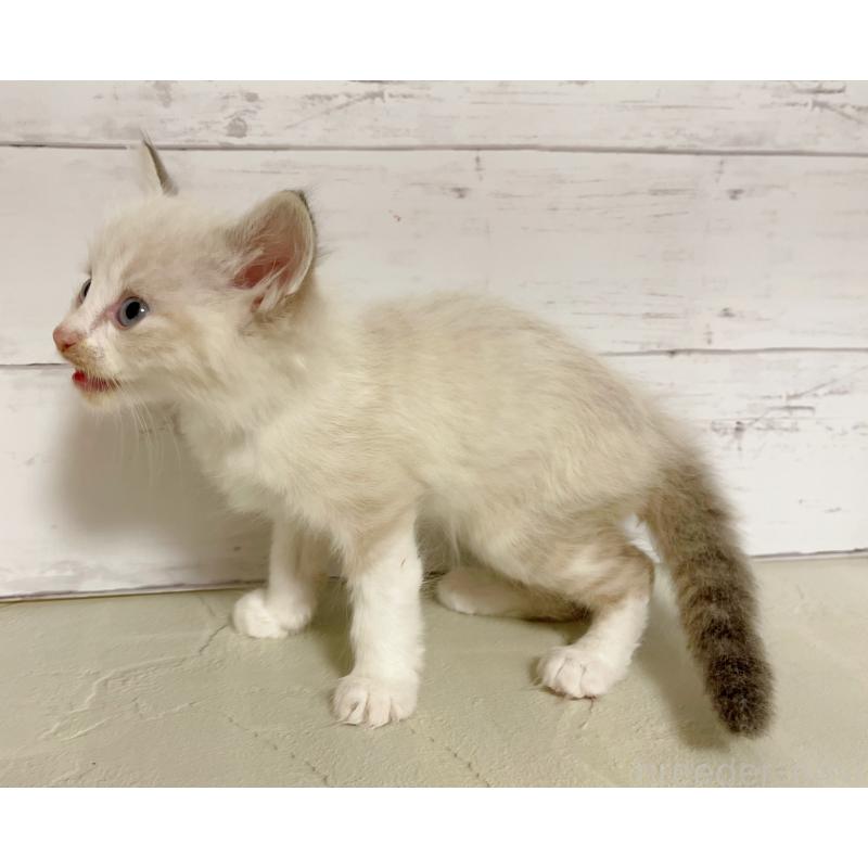 販売中の東京都のラグドール-132314の4枚目