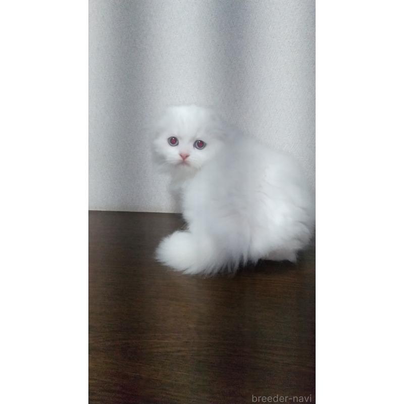 成約済の栃木県のスコティッシュフォールド-131274の5枚目