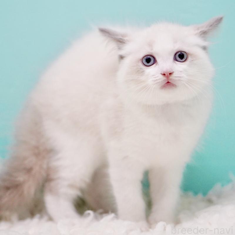 販売中の東京都のラグドール-130370