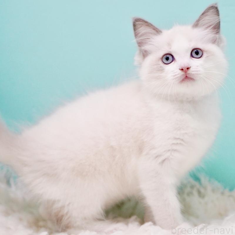 販売中の東京都のラグドール-130370の15枚目