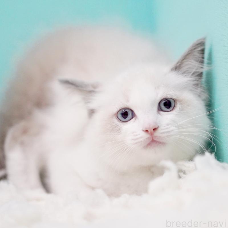 販売中の東京都のラグドール-130370の14枚目