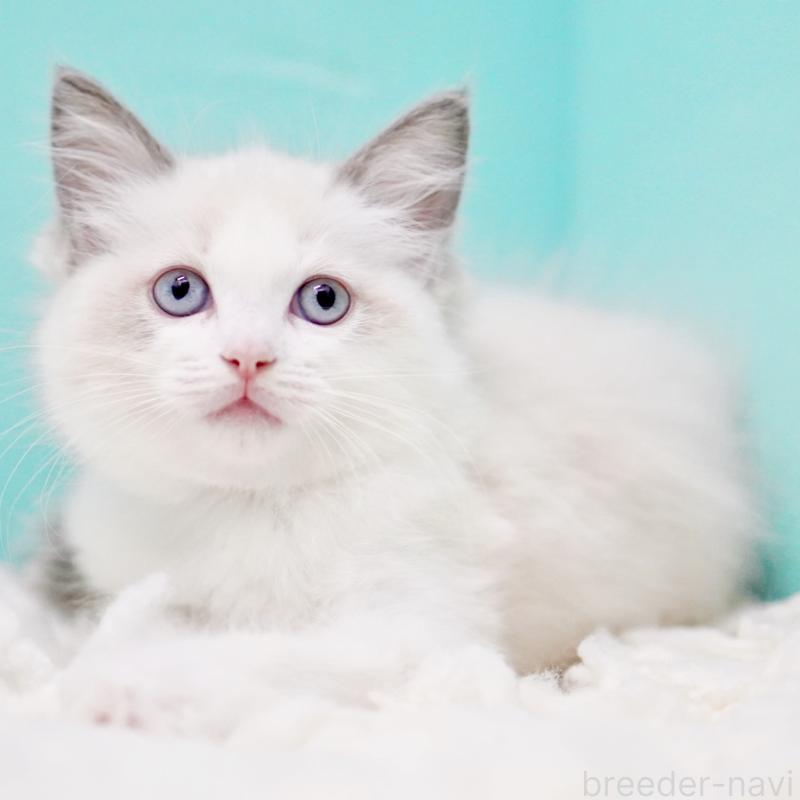 販売中の東京都のラグドール-130370の13枚目