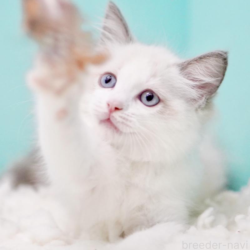 販売中の東京都のラグドール-130370の12枚目