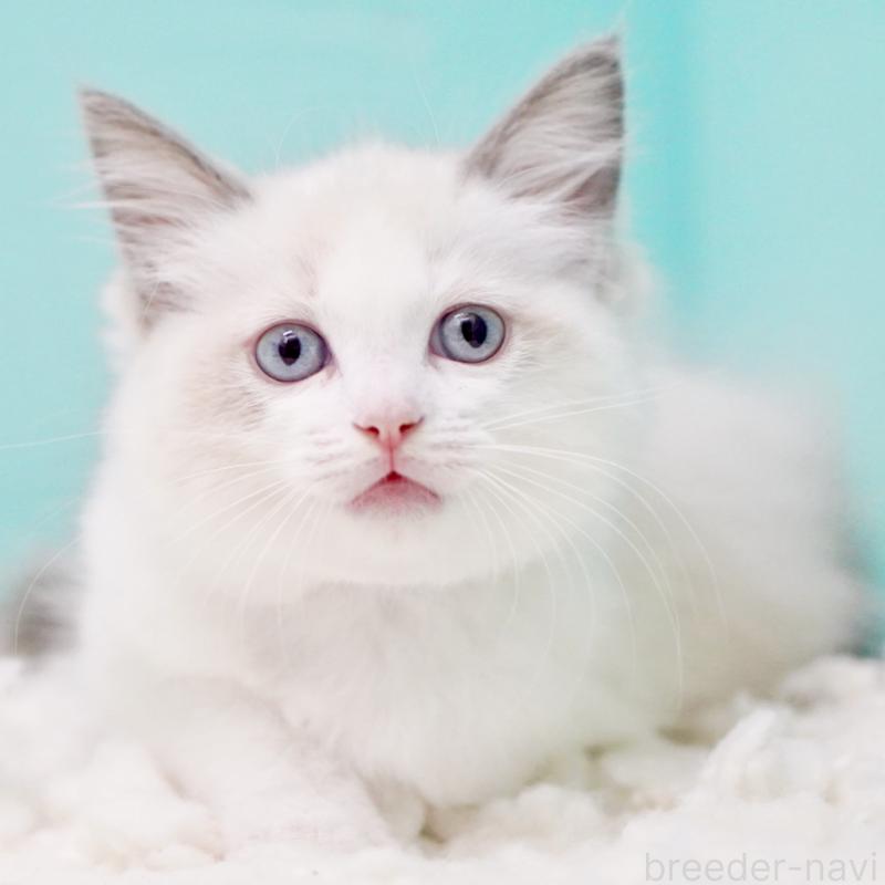 販売中の東京都のラグドール-130370の11枚目