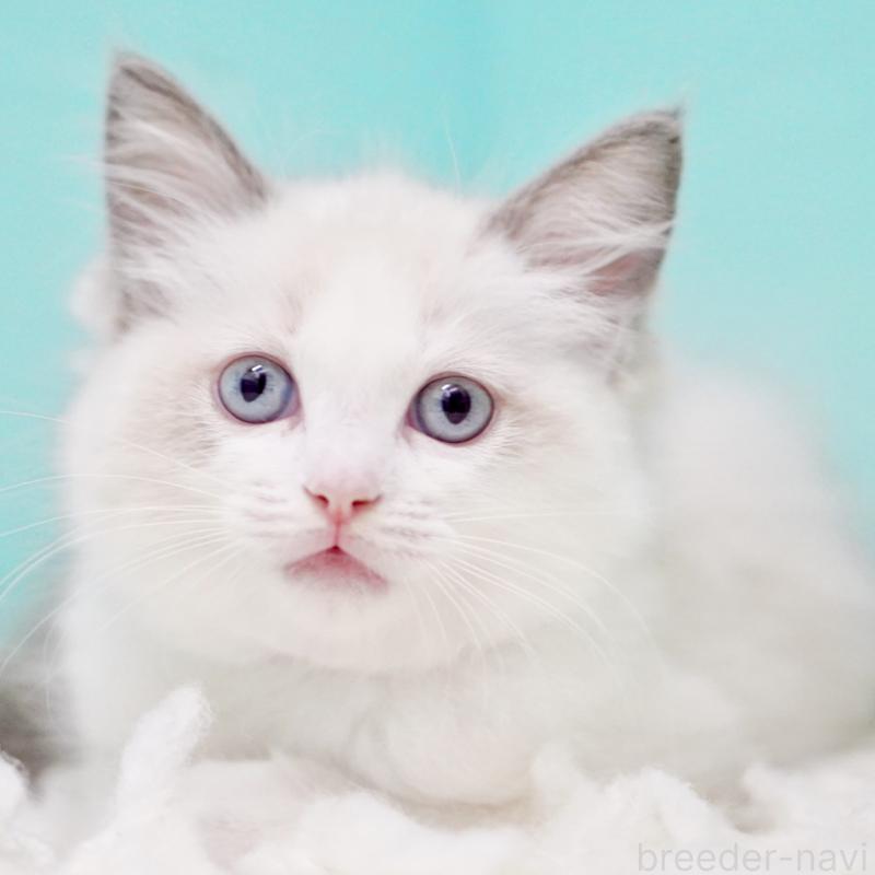 販売中の東京都のラグドール-130370の10枚目